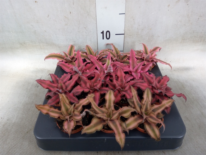 <h4>Cryptanthus   ...mix</h4>