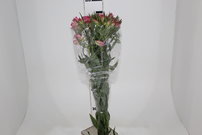 <h4>ALSTROEMERIA ALYNA 080 CM</h4>