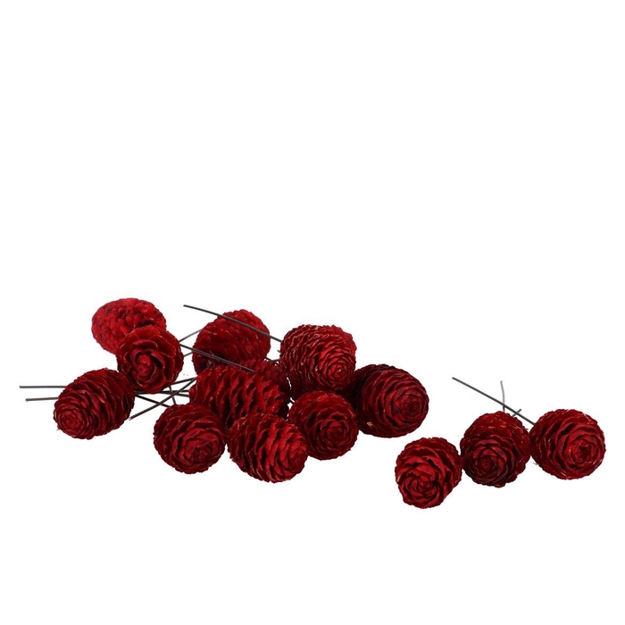 <h4>Pick Nature Leucadendron Sabulosum Red P/100</h4>