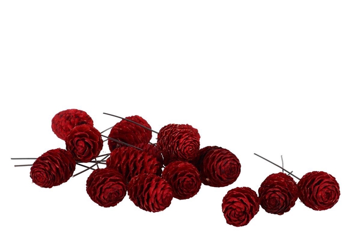 Pick Nature Leucadendron Sabulosum Red P/100