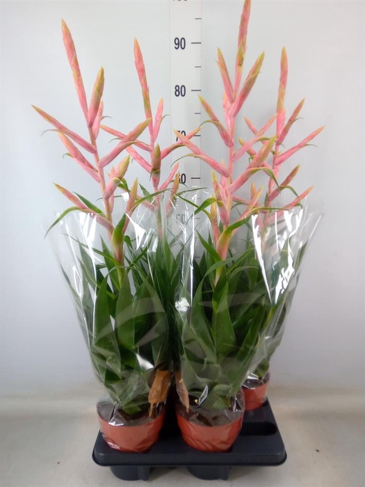 <h4>Tillandsia  'Dolce'</h4>