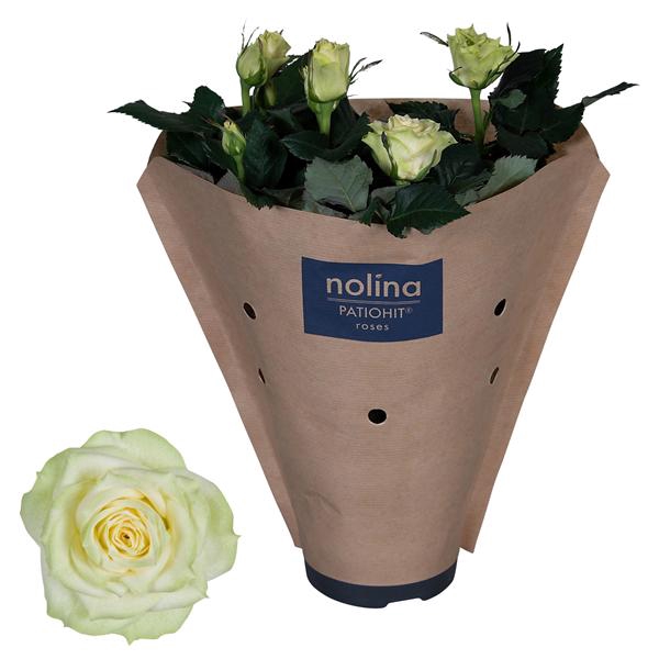 <h4>Rosa Patiohit White Paper Sleeve</h4>