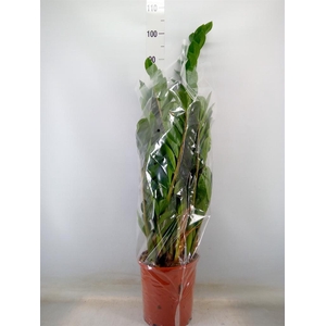 Zamioculcas zamiifolia