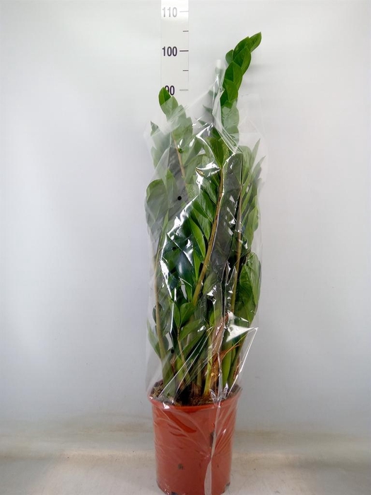 <h4>Zamioculcas zamiifolia</h4>