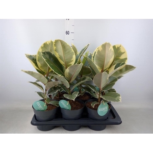 Ficus elastica 'Tineke'