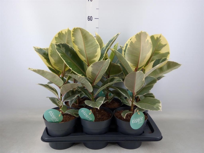 <h4>Ficus elastica 'Tineke'</h4>