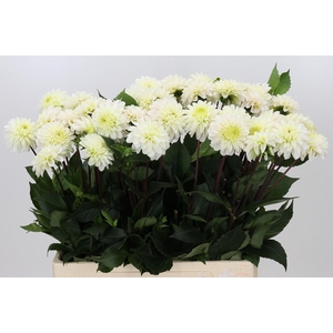 Dahlia White Isa