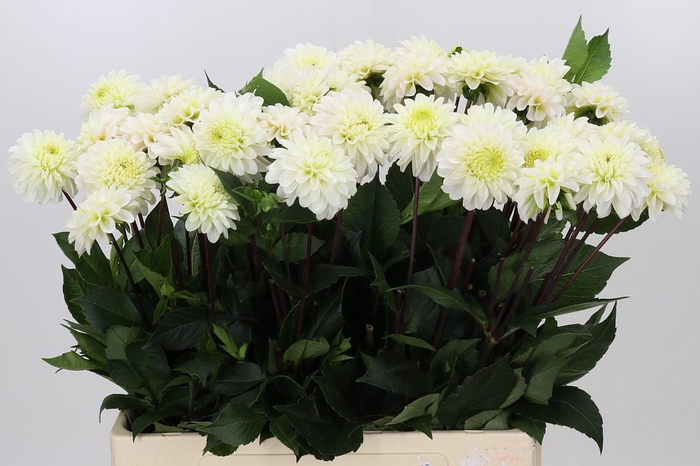 <h4>Dahlia White Isa</h4>