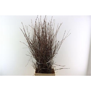 KRENTEBLOESEM P TAK*#