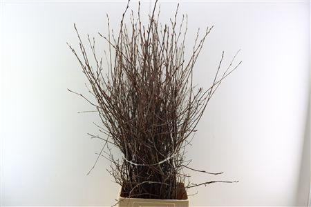 <h4>KRENTEBLOESEM P TAK*#</h4>