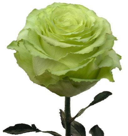 <h4>R GR LEMONADE</h4>