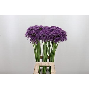 ALLIUM VIOLET BEAUTY