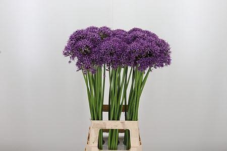 <h4>ALLIUM VIOLET BEAUTY</h4>