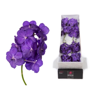 Vanda  'Tayanee Blue'