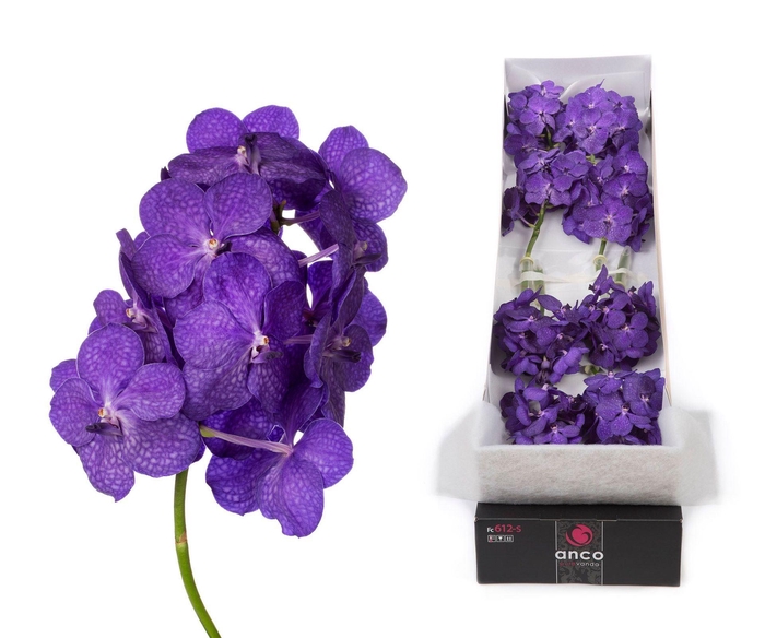 <h4>Vanda 'Tayanee Blue'</h4>