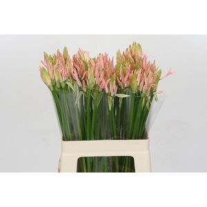 Nerine Vesta K