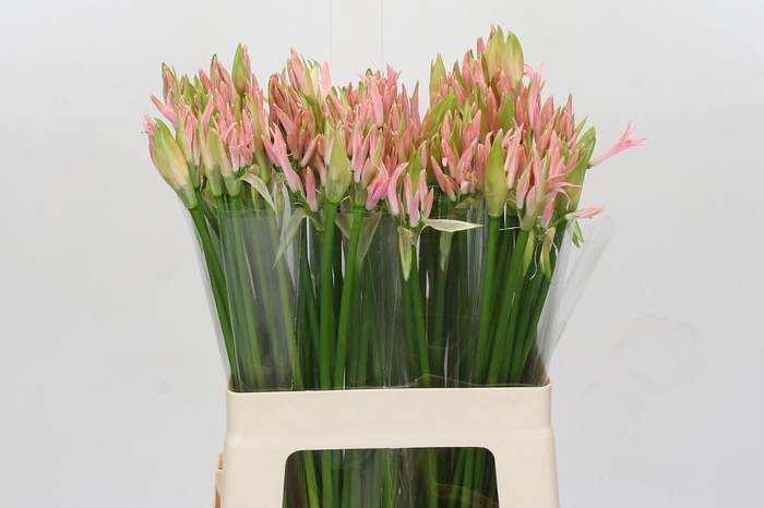 <h4>Nerine Vesta K</h4>