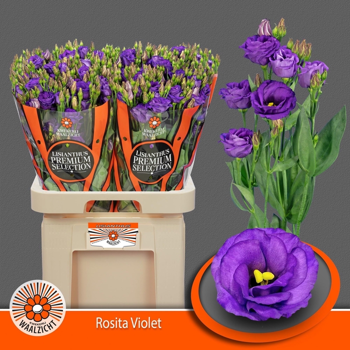 <h4>EUS G ROSITA VIOLET</h4>