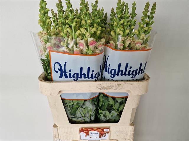 <h4>ANTIR MARY APPLEBLOS</h4>