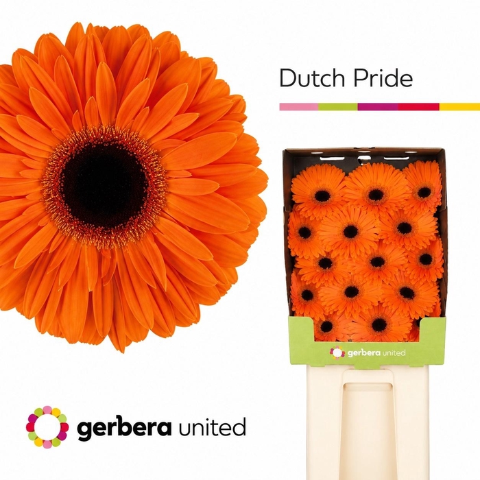 <h4>Gerbera Dutch Pride Diamond</h4>