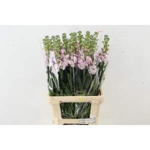 MATTHIOLA IRON CHERRY ROSE