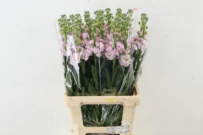 <h4>MATTHIOLA IRON CHERRY ROSE</h4>