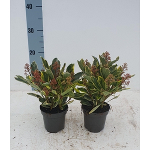 Perosa 10.5 cm