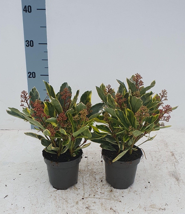 <h4>Perosa 10.5 cm</h4>