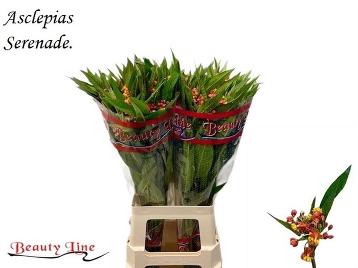 <h4>Ascl C Serenade</h4>