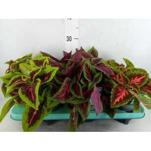 Plectranthus col.   ...mix