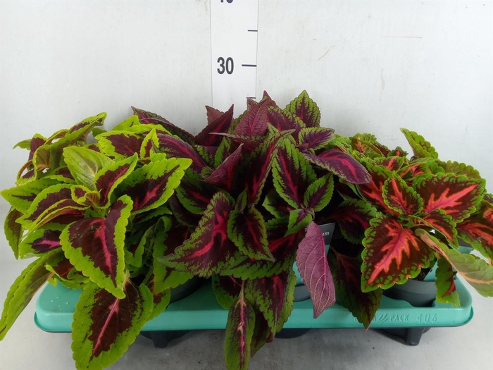 <h4>Plectranthus col.   ...mix</h4>