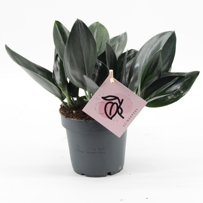 <h4>Scindapsus Treubii 'Dark Form'</h4>