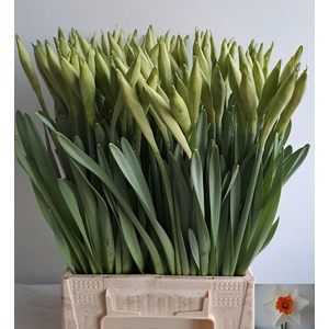 Narc G Johan Strauss