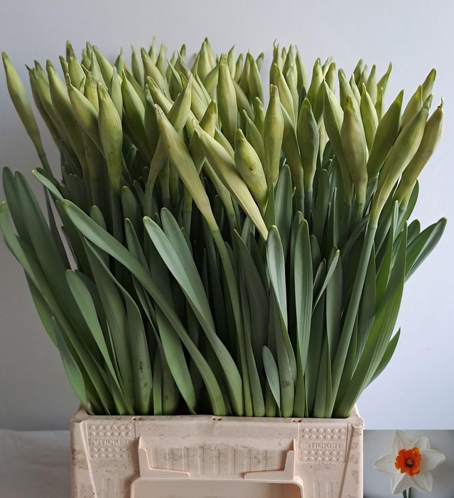 <h4>Narc G Johan Strauss</h4>