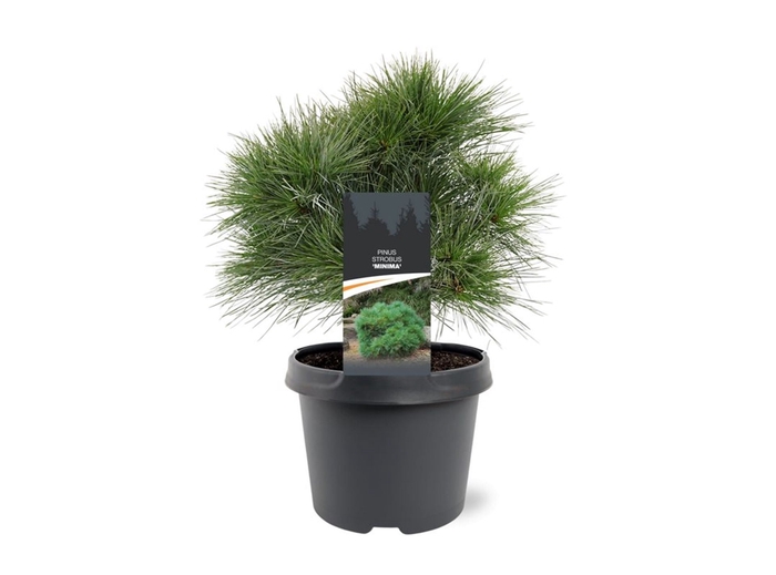 <h4>Pinus strobus Minima</h4>