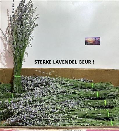<h4>Lavandula Angust Bos</h4>