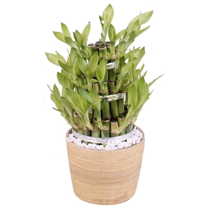 Lucky Bamboo Shape Round 3S Ø10cm Ceramic NT465