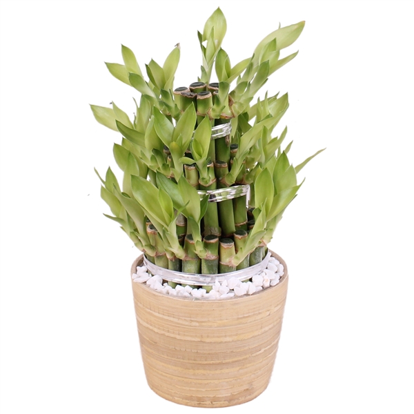 <h4>Lucky Bamboo Shape Round 3S Ø10cm Ceramic NT465</h4>