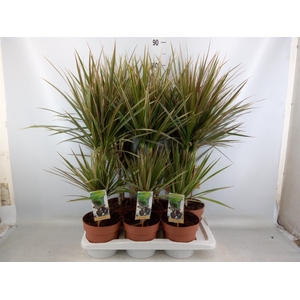 Dracaena marg. 'Bicolor'