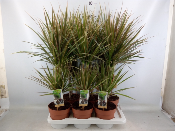 <h4>Dracaena marg. 'Bicolor'</h4>