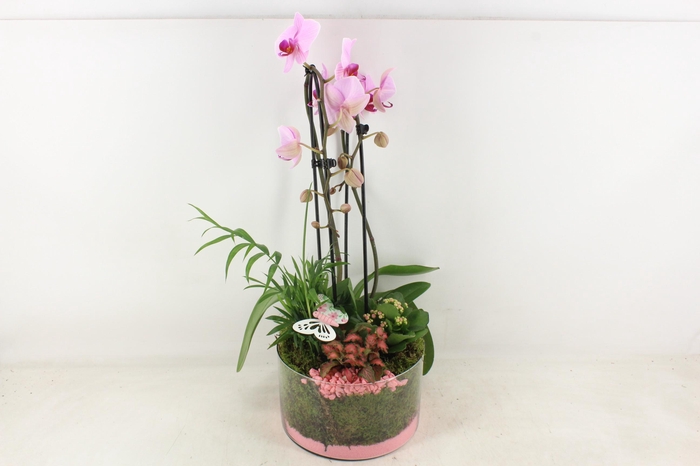 <h4>arr2 PL - Glas cilinder phal. roze</h4>
