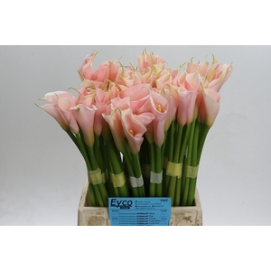 Zantedeschia Eydolls Salmon