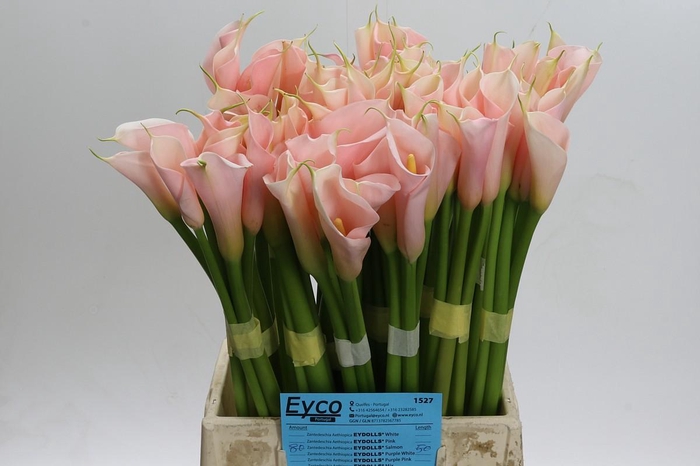 <h4>Zantedeschia Eydolls Salmon</h4>