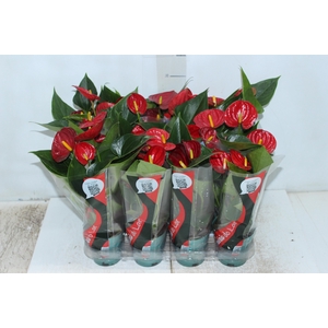 ANTHURIUM RED SUCCESS P09