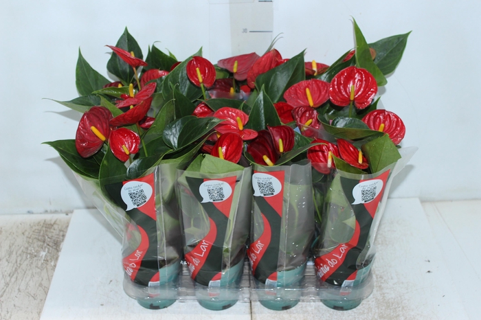 <h4>ANTHURIUM RED SUCCESS P09</h4>