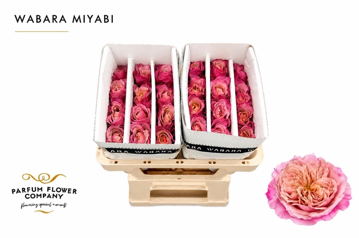Rosa a Wabara Miyabi