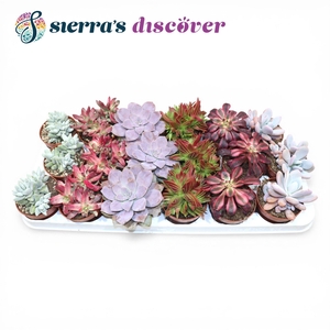 Discover® - Barcelona Succulents Mix (Exclusive)
