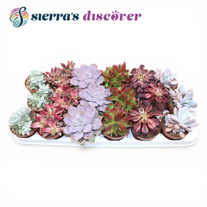 <h4>Discover® - Barcelona Succulents Mix (Exclusive)</h4>
