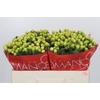 Hypericum Smiley Romance