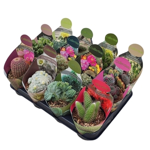 MIX COLLECTION CACTUS POT Ø 10,5 WITH POTCOVER - TRAY 12 PCS (CACTUS EN SUCCULENTEN)